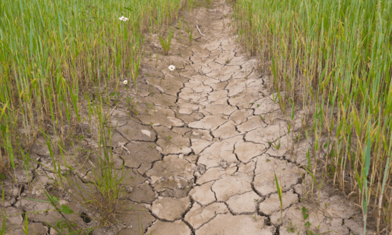 water freedom system